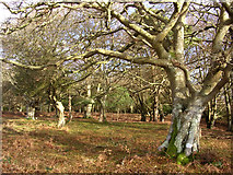 SU2105 : Berry Beeches, New Forest by Jim Champion