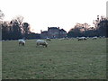 Sheep in front of Forest House, Windsor Great Park