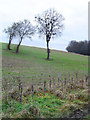 Herberts Hole - old hedge, new hedge