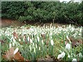 Snowdrops in Baxterley Churchyard