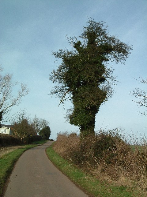 Ivy girt tree, Whitacre Fields