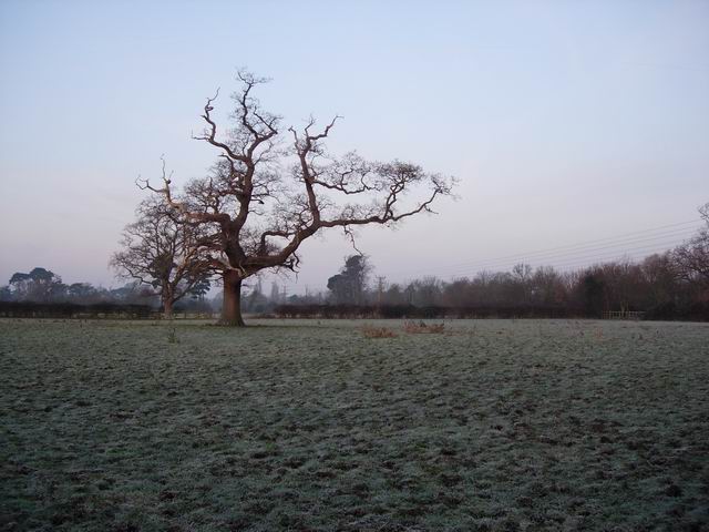 Frosty Field