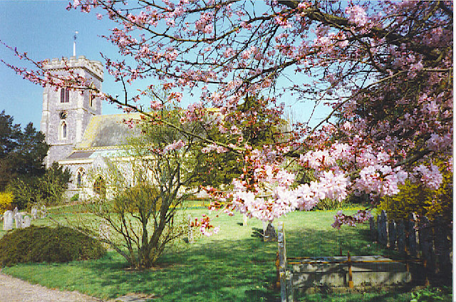 West Meon Church through the Cherry Blossom.