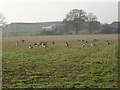 Geese in a field, Ash, Surrey