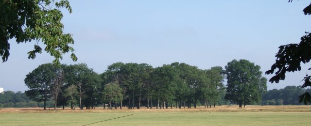 Clump of trees in Wanstead Flats