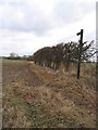 Footpath to Roundbush Farm