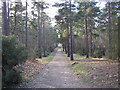 Bridleway through the woodland of Hawley Common, Hampshire