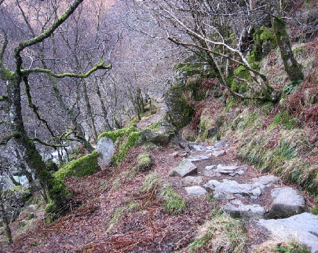 Caledonian Forest Walk