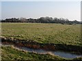 Ditch and Field, Thorney Island