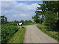 Moorend Lane with traveller