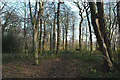 Woodland near Delf House, SE of Hoylandswaine