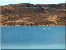NM9300 : Swans on Loch a Chaoruinn by Patrick Mackie