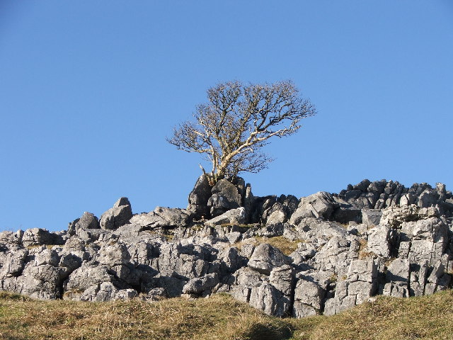 Tree growing out of limestone rocks.