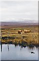 NC5224 : Highland cattle on moorland near the Crask Inn by Gordon Hatton