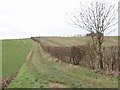 Track to Quarrendon Farm near Amersham, with winter wheat