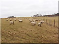 Sheep in the Misbourne valley near Amersham