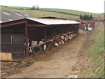 SU9794 : Cattle in barn, near Chalfont St Giles by David Hawgood