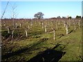 Young orchard at Boxted