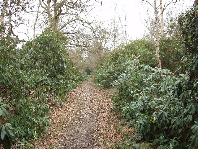 Rhododendron Walk in Oxhey Woods