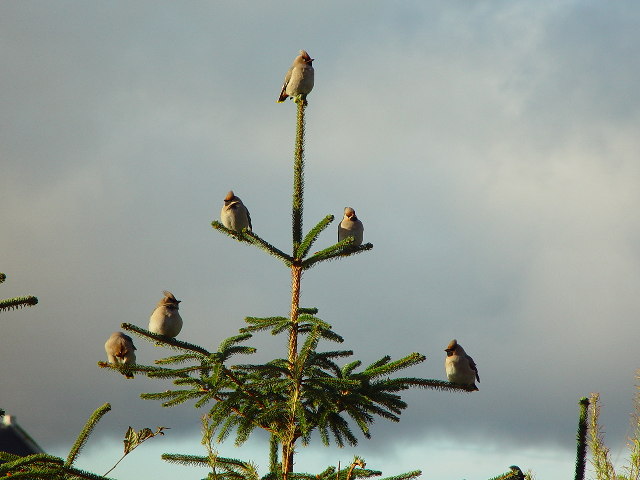 Waxwings in tree at Gardentown, Whalsay