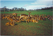 NO3212 : Scottish Deer Centre, Bow of Fife, Cupar. by Colin Smith