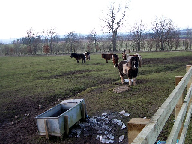 Ponies and drinking trough