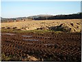 Muddy tracks at field edge