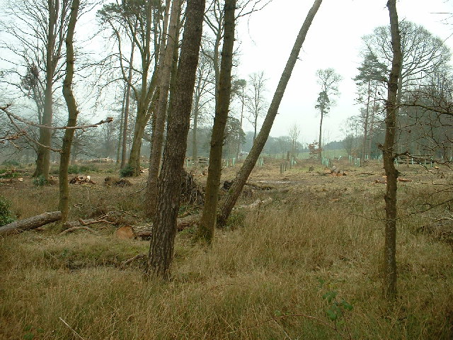 Breast Wood, Capernwray