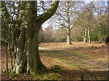 SU3205 : Driftway between the Denny and Parkhill Inclosures (winter), New Forest by Jim Champion