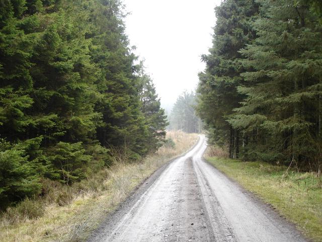 Alwen forestry track