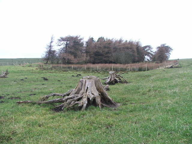 Tree Stumps on Grime Moor.