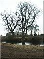 Trees and pond, Manor Farm, Arminghall