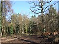 Commercial woodland near Woodbury