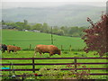 Grazing livestock Balnaguard near Pitlochry.