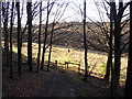 Footpath in North Spring Wood, Thurstonland, Yorkshire