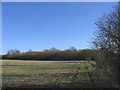 Bushy Wood near Chelmsford