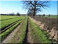 Footpath to Micklethwaite.