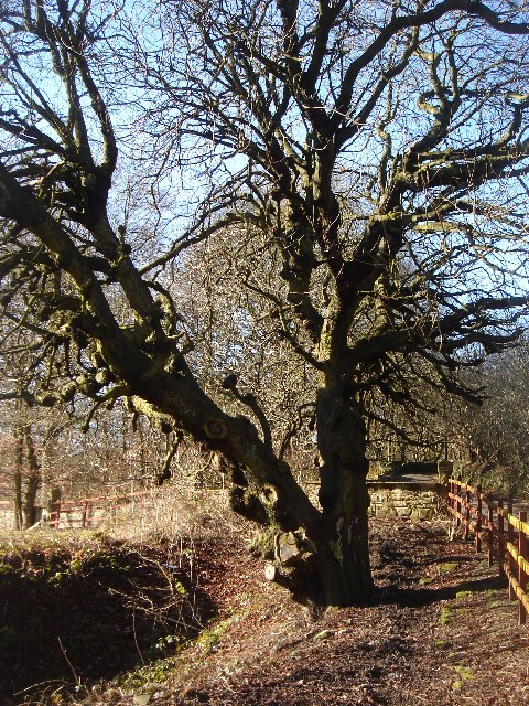 Weird old twisted tree near Eagley brook