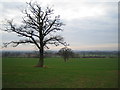 Trees in a field