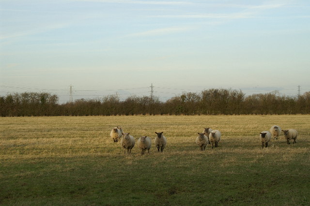 Field of Sheep on Puriton Level
