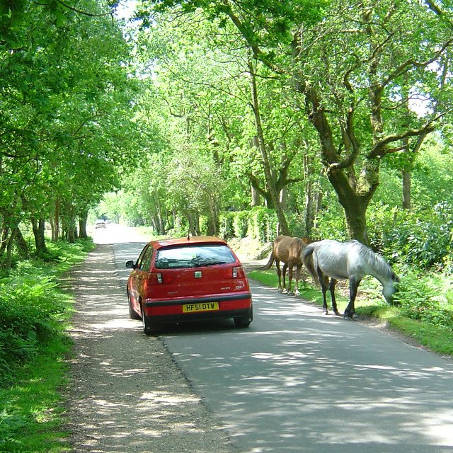 Traffic calming New Forest style