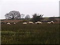 SH5664 : Rough grazing by Nigel Williams