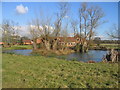 Pond at Coombe Farm