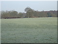 Farmland near Ridges Farm