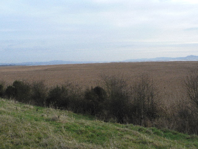 River Tay Reedbeds