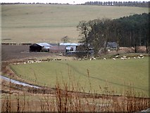 NO4505 : Sheep Farm by James Allan