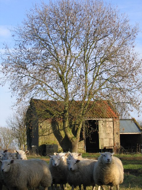 Barn on Holloway Road south of Surlingham