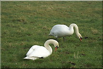 ST4045 : Swans On Tealham Moor by Adrian and Janet Quantock