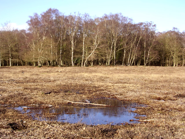 Butts Lawn between Whitley Wood and the Brick Kiln Inclosure, New Forest