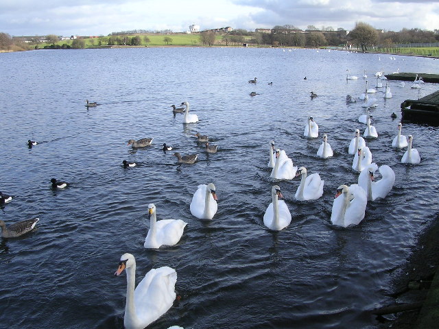 Swan Lake, aka Hogganfield Loch